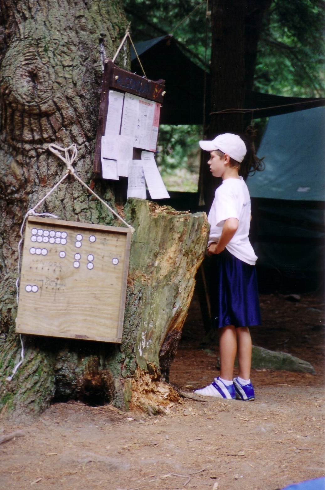 A scout is looking at a bulletin board that is hanging on a tree.
